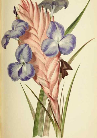 Reproducción/Reproduction 39740050023: Revue horticole.. Paris :Librairie agricole de la maison rustique,1829-1974.. 