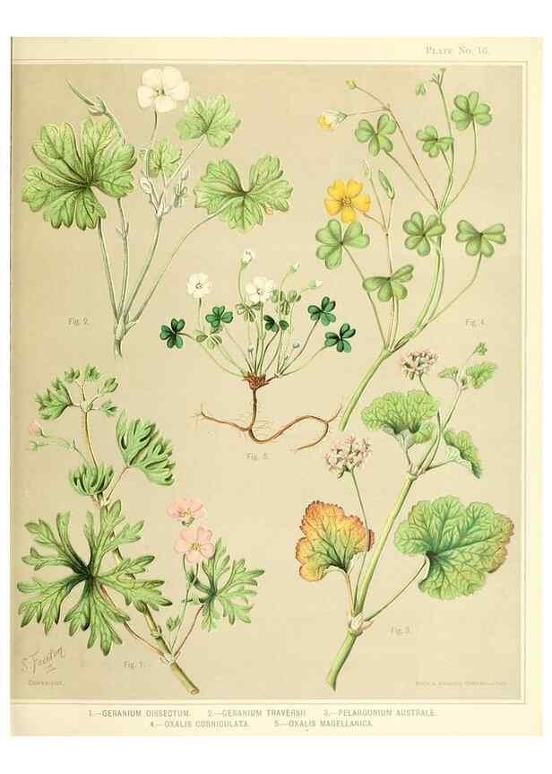 Reproducción/Reproduction 31799399577: Art album of New Zealand flora.. Wellington, N.Z.Bock & Cousins[1889]. 