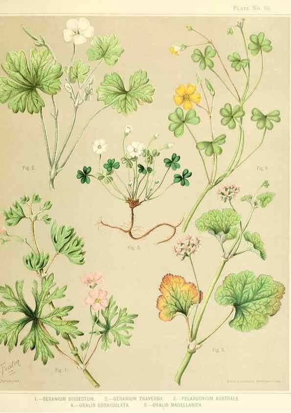 Reproducción/Reproduction 31799399577: Art album of New Zealand flora.. Wellington, N.Z.Bock & Cousins[1889]. 