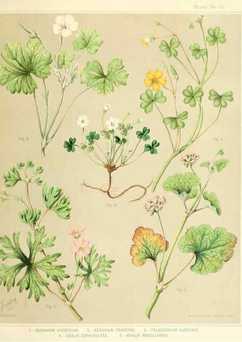 Reproducción/Reproduction 31799399577: Art album of New Zealand flora.. Wellington, N.Z.Bock & Cousins[1889]. 