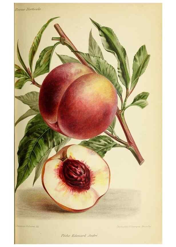 Reproducción/Reproduction 45789253305: Revue horticole.. Paris :Librairie agricole de la maison rustique,1829-1974.. 