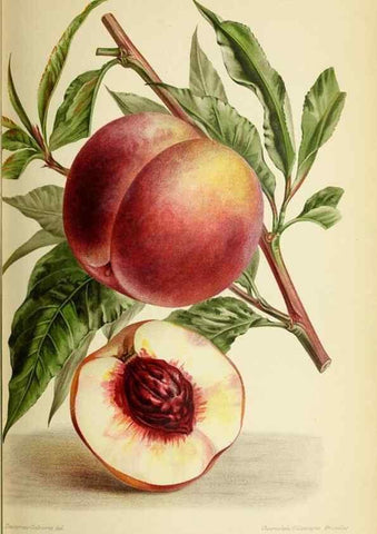 Reproducción/Reproduction 45789253305: Revue horticole.. Paris :Librairie agricole de la maison rustique,1829-1974.. 