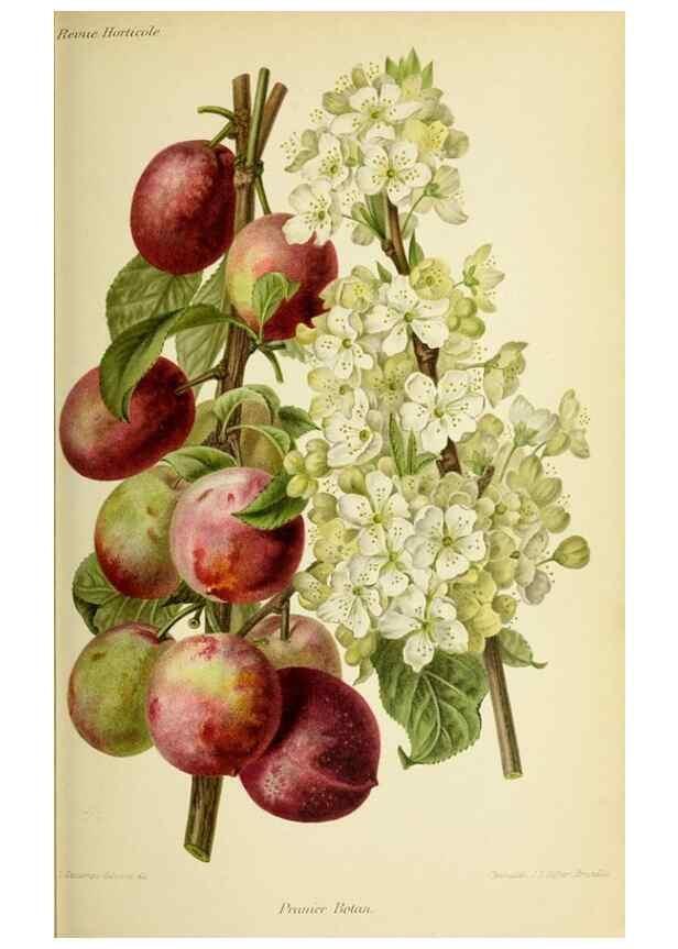 Reproducción/Reproduction 46704680701: Revue horticole.. Paris :Librairie agricole de la maison rustique,1829-1974.. 