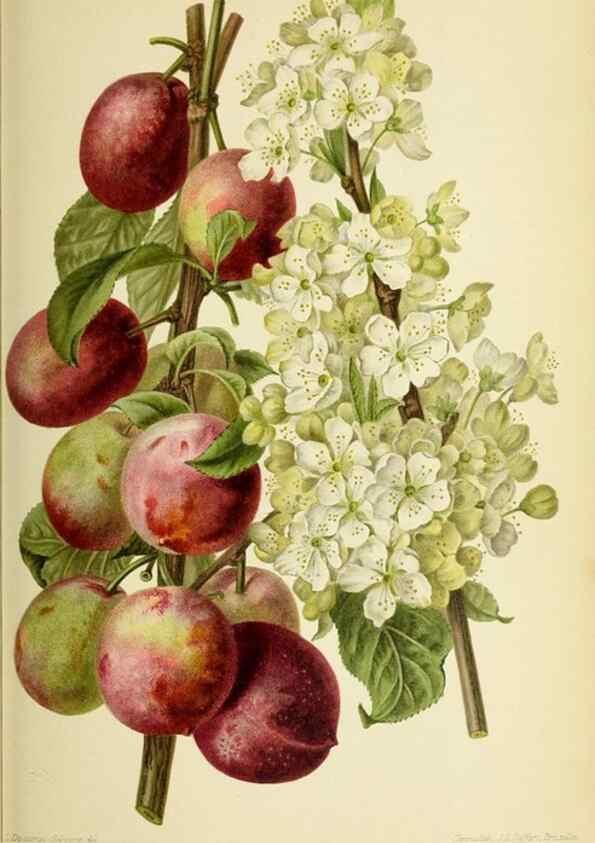 Reproducción/Reproduction 46704680701: Revue horticole.. Paris :Librairie agricole de la maison rustique,1829-1974.. 