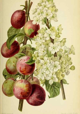 Reproducción/Reproduction 46704680701: Revue horticole.. Paris :Librairie agricole de la maison rustique,1829-1974.. 