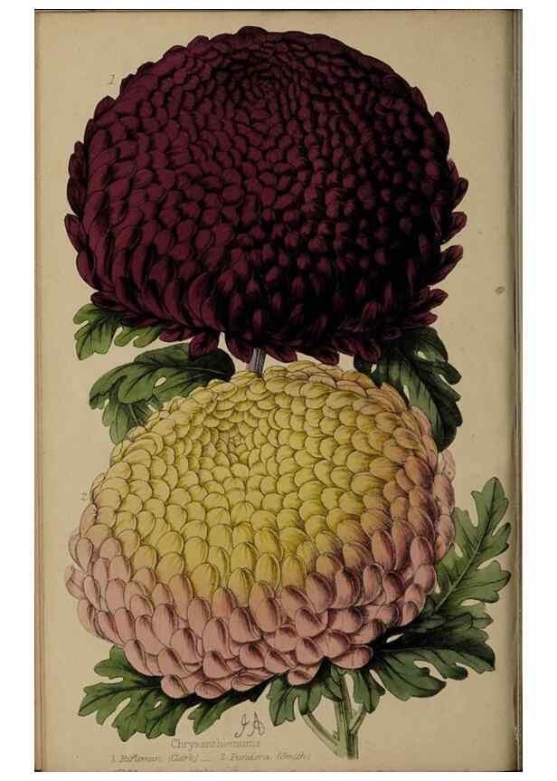 Reproducción/Reproduction 45689443155: The florist, fruitist, and garden miscellany.. London :Chapman and Hall,1852-. 