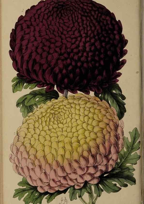 Reproducción/Reproduction 45689443155: The florist, fruitist, and garden miscellany.. London :Chapman and Hall,1852-. 