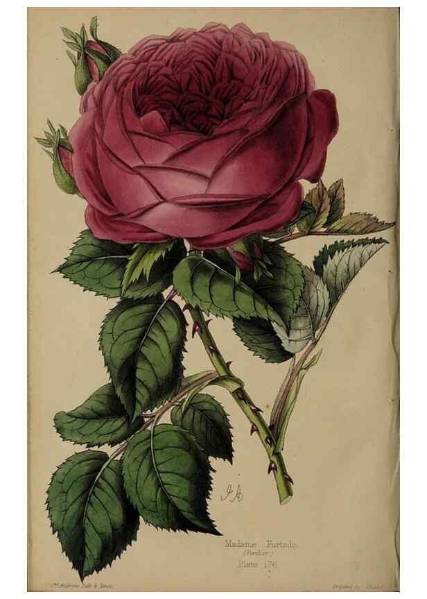 Reproducción/Reproduction 31662701437: The florist, fruitist, and garden miscellany.. London :Chapman and Hall,1852-. 