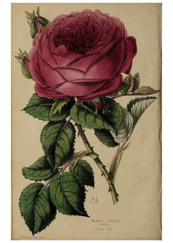 Reproducción/Reproduction 31662701437: The florist, fruitist, and garden miscellany.. London :Chapman and Hall,1852-. 