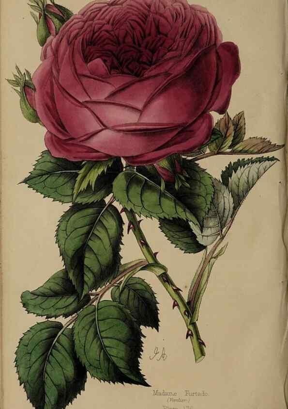 Reproducción/Reproduction 31662701437: The florist, fruitist, and garden miscellany.. London :Chapman and Hall,1852-. 