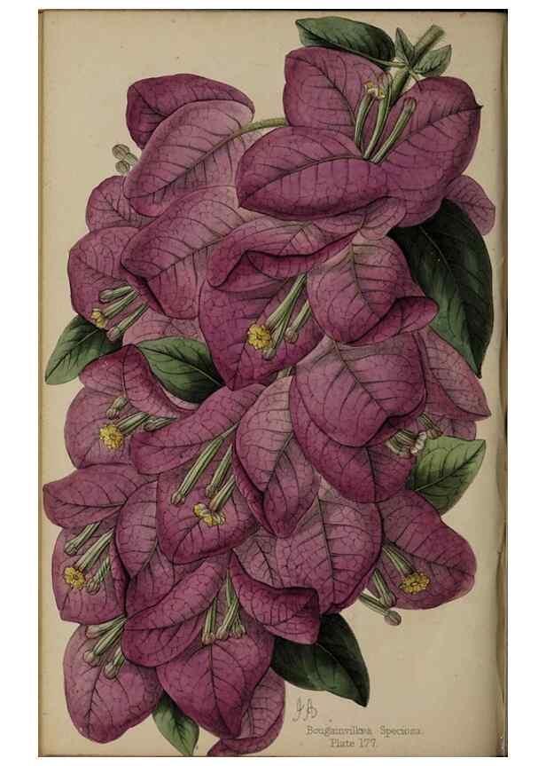 Reproducción/Reproduction 45879509844: The florist, fruitist, and garden miscellany.. London :Chapman and Hall,1852-. 