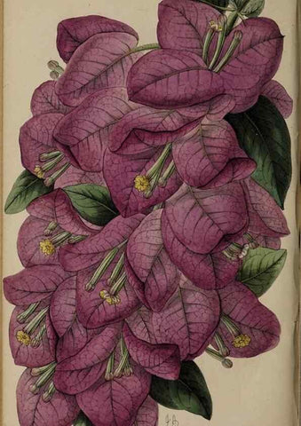 Reproducción/Reproduction 45879509844: The florist, fruitist, and garden miscellany.. London :Chapman and Hall,1852-. 