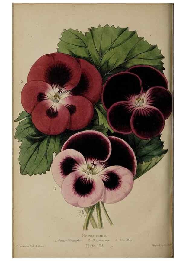 Reproducción/Reproduction 39638540723: The florist, fruitist, and garden miscellany.. London :Chapman and Hall,1852-. 