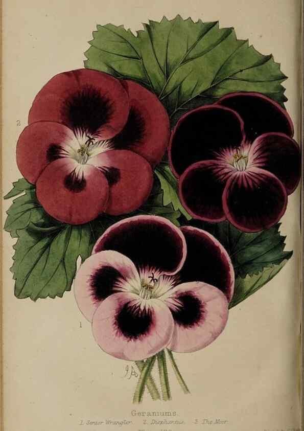 Reproducción/Reproduction 39638540723: The florist, fruitist, and garden miscellany.. London :Chapman and Hall,1852-. 