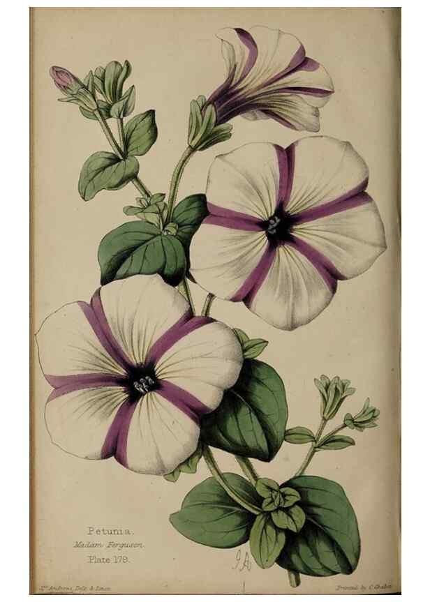 Reproducción/Reproduction 32729718588: The florist, fruitist, and garden miscellany.. London :Chapman and Hall,1852-. 