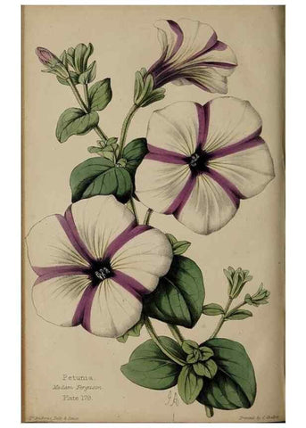 Reproducción/Reproduction 32729718588: The florist, fruitist, and garden miscellany.. London :Chapman and Hall,1852-. 
