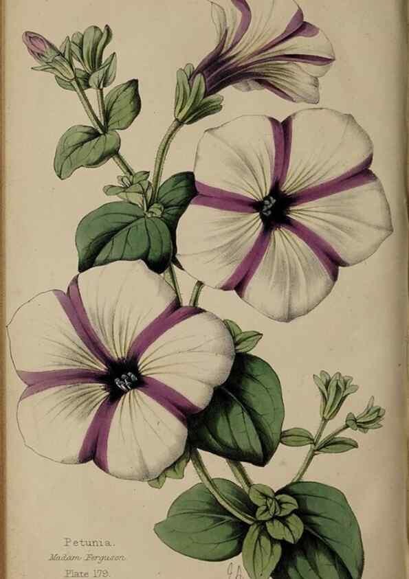 Reproducción/Reproduction 32729718588: The florist, fruitist, and garden miscellany.. London :Chapman and Hall,1852-. 