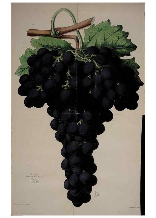 Reproducción/Reproduction 31662705007: The florist, fruitist, and garden miscellany.. London :Chapman and Hall,1852-. 