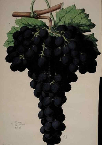 Reproducción/Reproduction 31662705007: The florist, fruitist, and garden miscellany.. London :Chapman and Hall,1852-. 