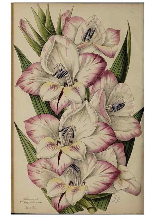 Reproducción/Reproduction 45879516154: The florist, fruitist, and garden miscellany.. London :Chapman and Hall,1852-. 
