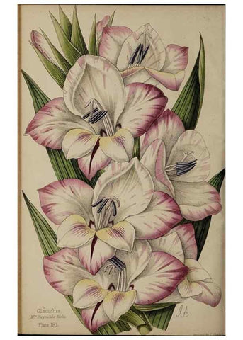 Reproducción/Reproduction 45879516154: The florist, fruitist, and garden miscellany.. London :Chapman and Hall,1852-. 