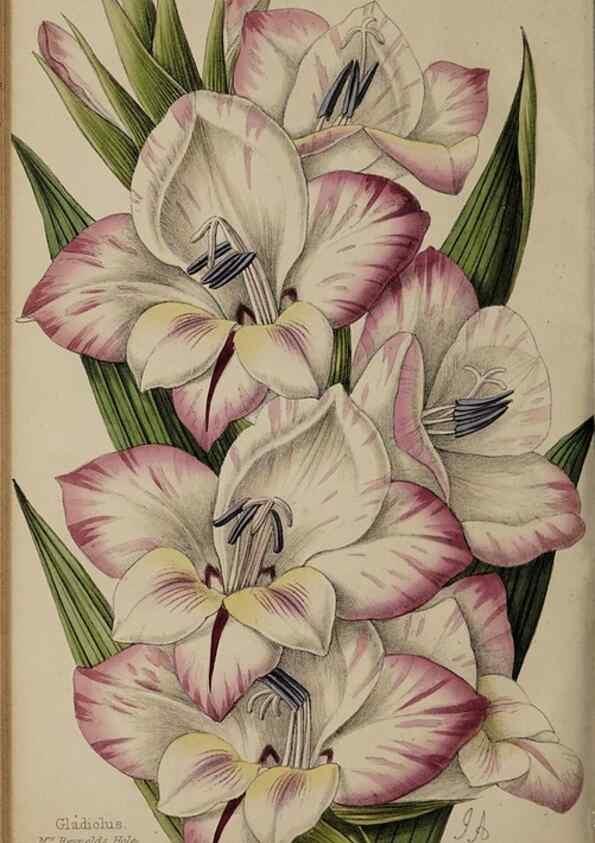 Reproducción/Reproduction 45879516154: The florist, fruitist, and garden miscellany.. London :Chapman and Hall,1852-. 