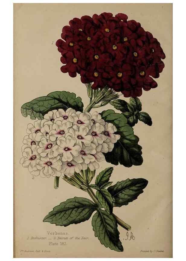 Reproducción/Reproduction 46551781712: The florist, fruitist, and garden miscellany.. London :Chapman and Hall,1852-. 