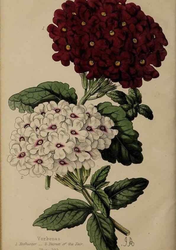 Reproducción/Reproduction 46551781712: The florist, fruitist, and garden miscellany.. London :Chapman and Hall,1852-. 