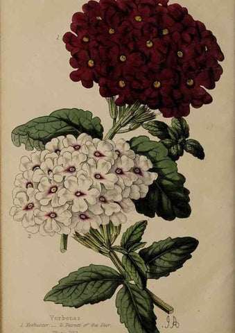 Reproducción/Reproduction 46551781712: The florist, fruitist, and garden miscellany.. London :Chapman and Hall,1852-. 