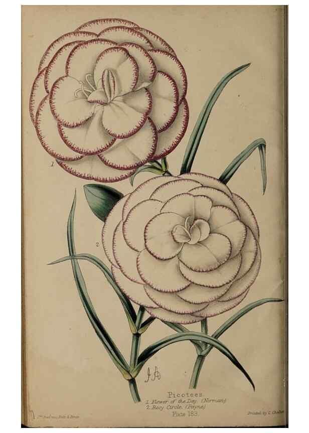 Reproducción/Reproduction 46551782952: The florist, fruitist, and garden miscellany.. London :Chapman and Hall,1852-. 