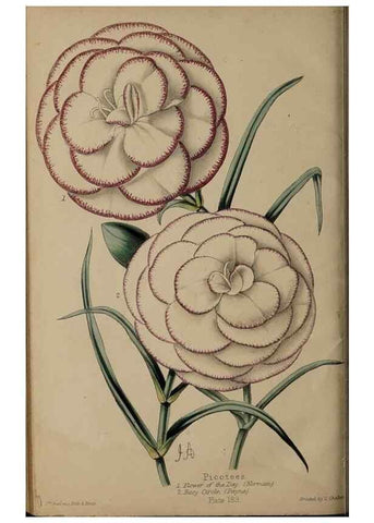 Reproducción/Reproduction 46551782952: The florist, fruitist, and garden miscellany.. London :Chapman and Hall,1852-. 