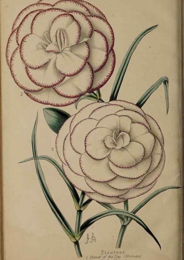 Reproducción/Reproduction 46551782952: The florist, fruitist, and garden miscellany.. London :Chapman and Hall,1852-. 