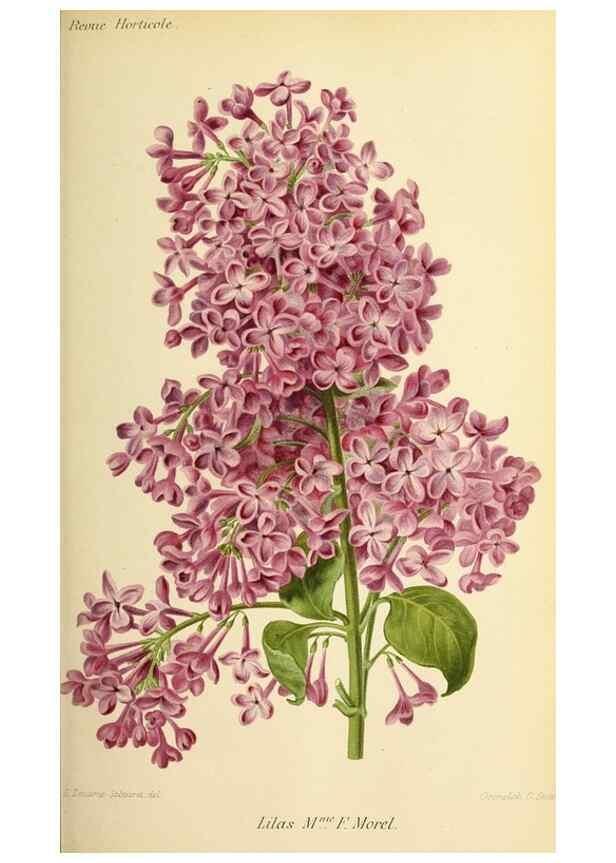 Reproducción/Reproduction 39739503553: Revue horticole.. Paris :Librairie agricole de la maison rustique,1829-1974.. 