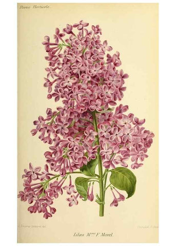 Reproducción/Reproduction 39739503553: Revue horticole.. Paris :Librairie agricole de la maison rustique,1829-1974.. 