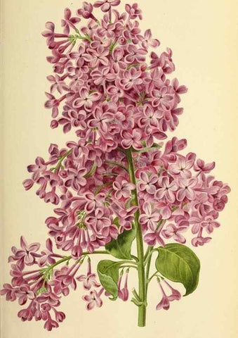 Reproducción/Reproduction 39739503553: Revue horticole.. Paris :Librairie agricole de la maison rustique,1829-1974.. 