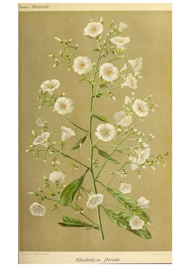 Reproducción/Reproduction 46704525421: Revue horticole.. Paris :Librairie agricole de la maison rustique,1829-1974.. 