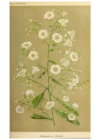 Reproducción/Reproduction 46704525421: Revue horticole.. Paris :Librairie agricole de la maison rustique,1829-1974.. 