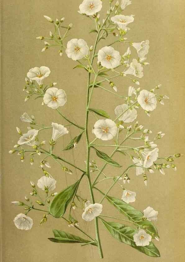 Reproducción/Reproduction 46704525421: Revue horticole.. Paris :Librairie agricole de la maison rustique,1829-1974.. 