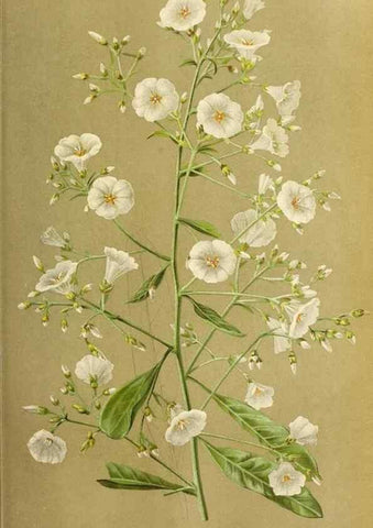 Reproducción/Reproduction 46704525421: Revue horticole.. Paris :Librairie agricole de la maison rustique,1829-1974.. 