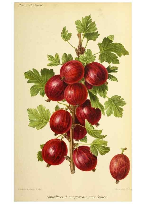 Reproducción/Reproduction 39739507373: Revue horticole.. Paris :Librairie agricole de la maison rustique,1829-1974.. 