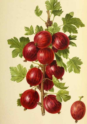 Reproducción/Reproduction 39739507373: Revue horticole.. Paris :Librairie agricole de la maison rustique,1829-1974.. 