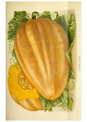 Reproducción/Reproduction 45789102265: Revue horticole.. Paris :Librairie agricole de la maison rustique,1829-1974.. 