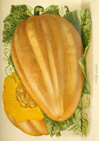 Reproducción/Reproduction 45789102265: Revue horticole.. Paris :Librairie agricole de la maison rustique,1829-1974.. 