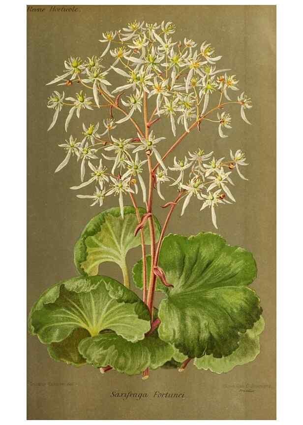 Reproducción/Reproduction 46704528341: Revue horticole.. Paris :Librairie agricole de la maison rustique,1829-1974.. 