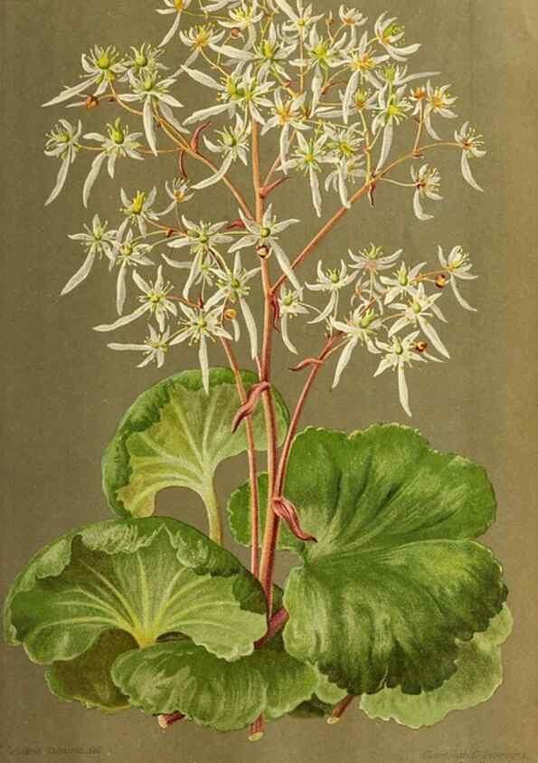 Reproducción/Reproduction 46704528341: Revue horticole.. Paris :Librairie agricole de la maison rustique,1829-1974.. 