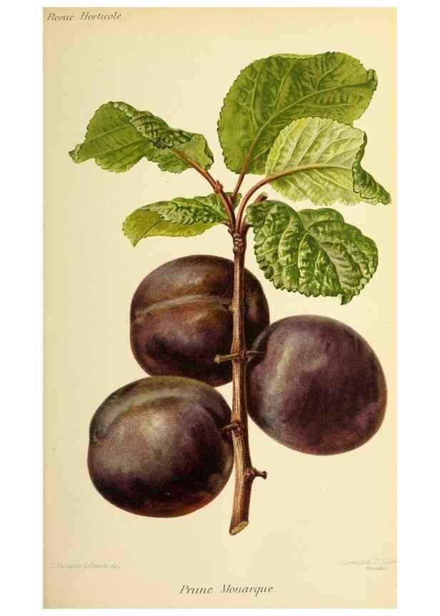 Reproducción/Reproduction 32829646358: Revue horticole.. Paris :Librairie agricole de la maison rustique,1829-1974.. 