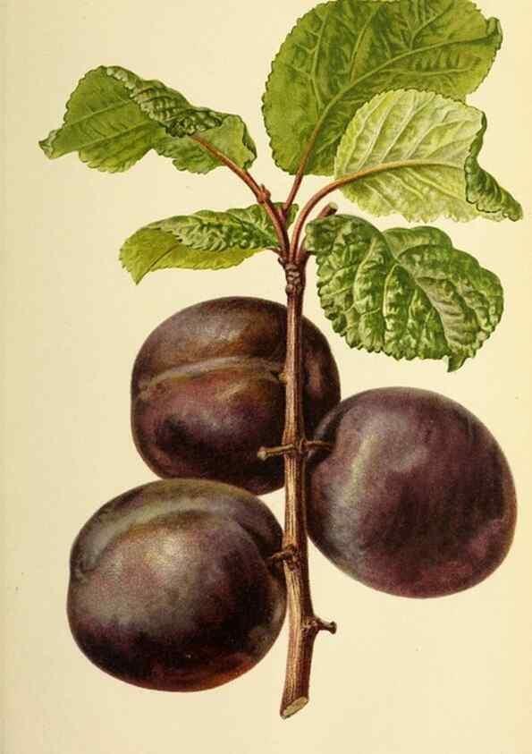 Reproducción/Reproduction 32829646358: Revue horticole.. Paris :Librairie agricole de la maison rustique,1829-1974.. 