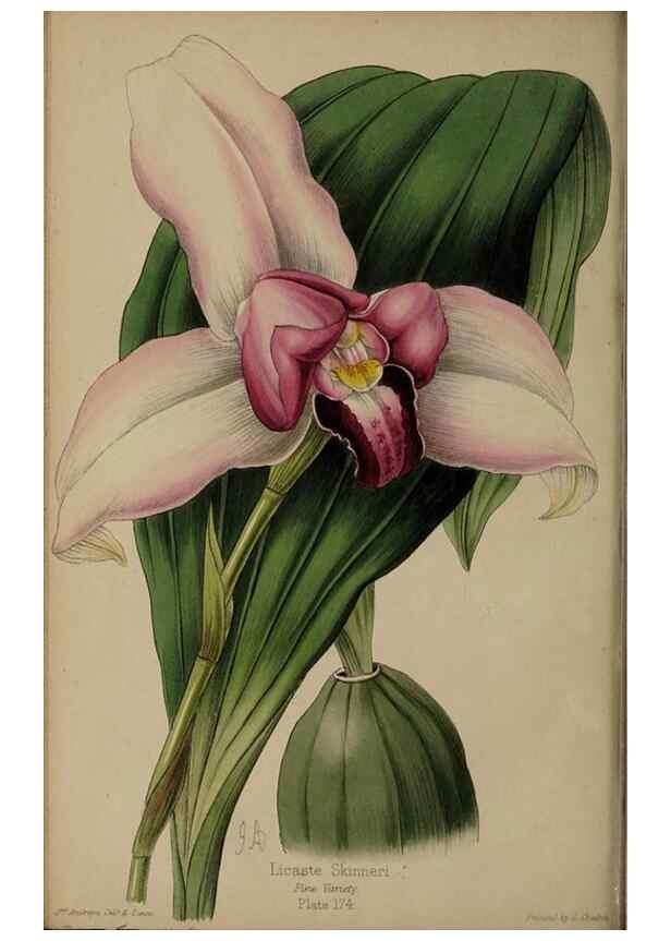 Reproducción/Reproduction 32729714598: The florist, fruitist, and garden miscellany.. London :Chapman and Hall,1852-. 