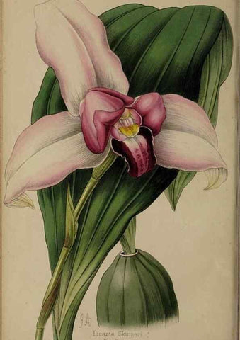 Reproducción/Reproduction 32729714598: The florist, fruitist, and garden miscellany.. London :Chapman and Hall,1852-. 