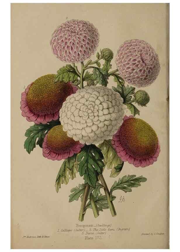 Reproducción/Reproduction 32729713698: The florist, fruitist, and garden miscellany.. London :Chapman and Hall,1852-. 